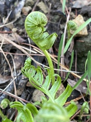 Polypodium californicum