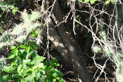 Vachellia tortuosa