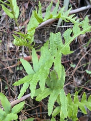 Polypodium californicum