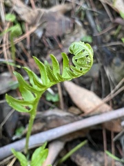 Polypodium californicum