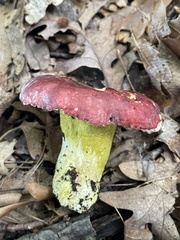 Hypomyces luteovirens