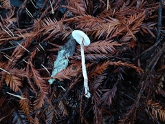 Lepiota castaneidisca