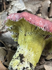 Hypomyces luteovirens