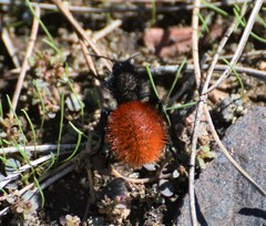 Dasymutilla magnifica