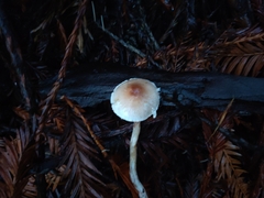 Lepiota castaneidisca