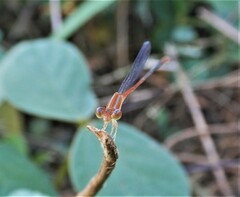 Leptobasis vacillans