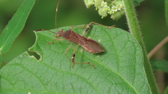 Burtinus notatipennis