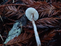 Lepiota castaneidisca