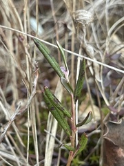 Andromeda polifolia polifolia