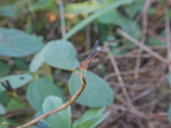 Leptobasis vacillans