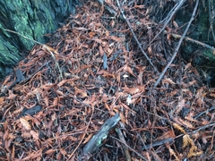 Lepiota castaneidisca