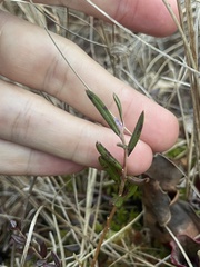 Andromeda polifolia polifolia