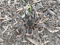Acanthoscurria