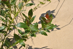 Salix cordata