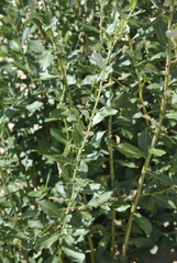 Salix cordata