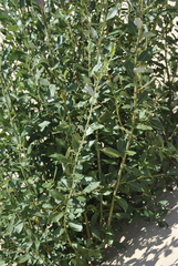 Salix cordata