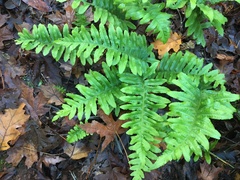 Polypodium californicum