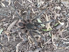 Acanthoscurria