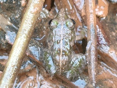 Fejervarya limnocharis