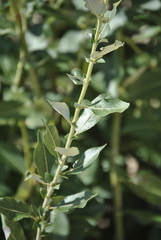 Salix cordata