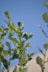 Salix cordata