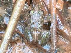 Fejervarya limnocharis