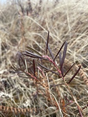 Andromeda polifolia polifolia