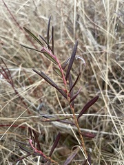 Andromeda polifolia polifolia