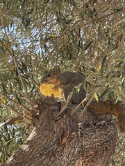 Sciurus niger