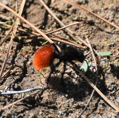 Dasymutilla magnifica