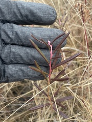 Andromeda polifolia polifolia