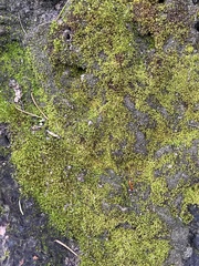 Racomitrium heterostichum