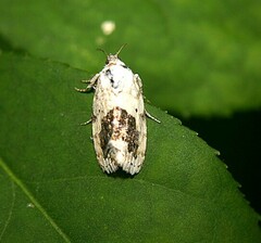 Ponometia erastrioides