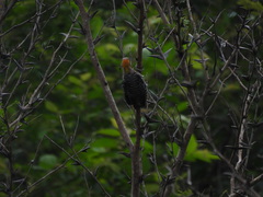 Melanerpes chrysogenys