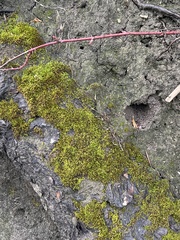 Racomitrium heterostichum