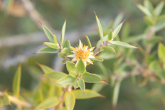 Chuquiraga avellanedae