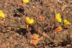 Oenothera odorata
