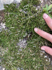 Selaginella wrightii