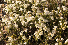 Acantholippia seriphioides
