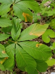 Puccinia andropogonis