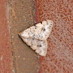 Digrammia colorata