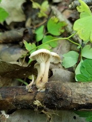 Lentinellus subaustralis