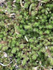 Selaginella wrightii