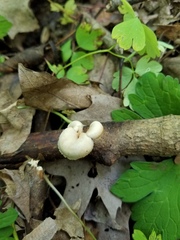 Lentinellus subaustralis