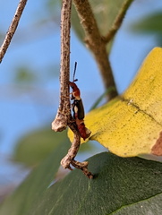 Carphurus