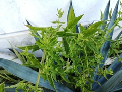 Stemodia durantifolia