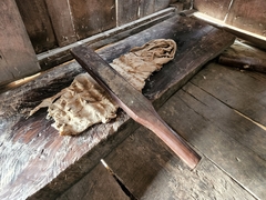 Burretiodendron tonkinense