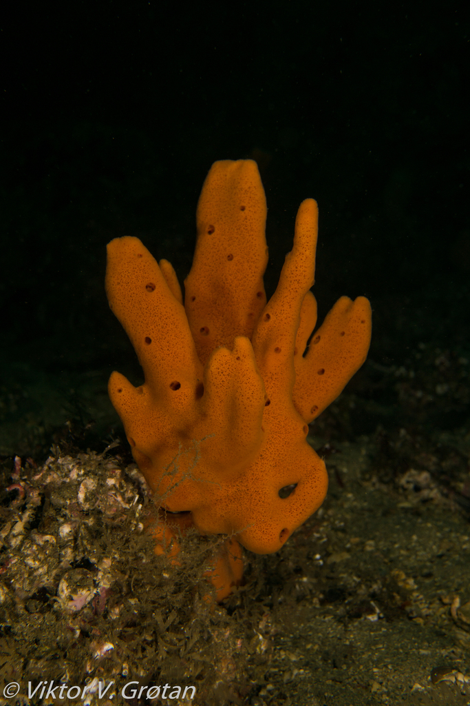 mermaid's glove