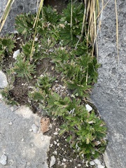 Selaginella lepidophylla