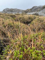 Carex rariflora